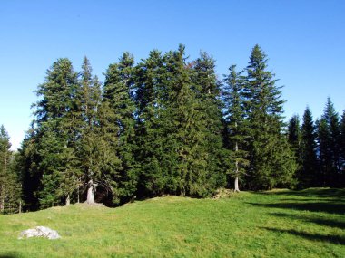 Alpstein Dağları 'nda ve Ren Nehri Vadisi' nde (Rheintal), Oberriet Sg - İsviçre 'nin St. Gallen Kantonu' nda bulunan Evergreen veya kozalaklı ormanlar