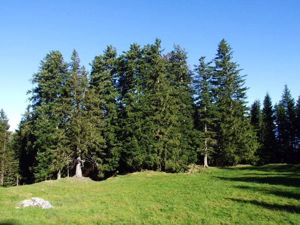 Lasy Evergreen Lub Iglaste Pasmie Górskim Alpstein Dolinie Renu Rheintal — Zdjęcie stockowe
