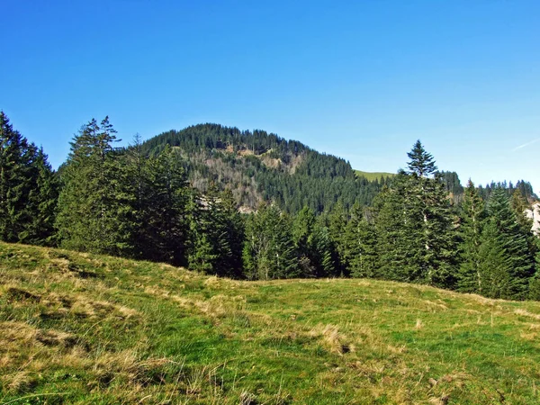 Immergrüne Oder Nadelwälder Alpstein Und Rheintal Oberriet Kanton Gallen Schweiz — Stockfoto