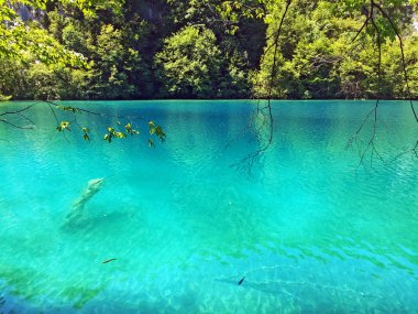 Plitvice Gölleri Milli Parkı veya Nacionalni Park Landscape, UNESCO doğal dünya mirası olan Plitvicka Jezera-Plitvica, Hırvatistan