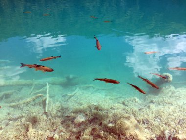 Plitvice Gölleri Milli Parkı veya Nacionalni Park 'ın Flora ve fauna, UNESCO doğal dünya mirası olan Plitvicka Jezera-Plitvica, Hırvatistan