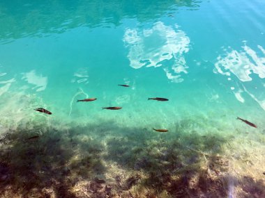 Plitvice Gölleri Milli Parkı veya Nacionalni Park 'ın Flora ve fauna, UNESCO doğal dünya mirası olan Plitvicka Jezera-Plitvica, Hırvatistan