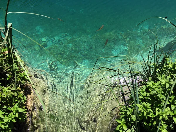 Flore Faune Parc National Des Lacs Plitvice Parc Nacionalni Plitvicka — Photo