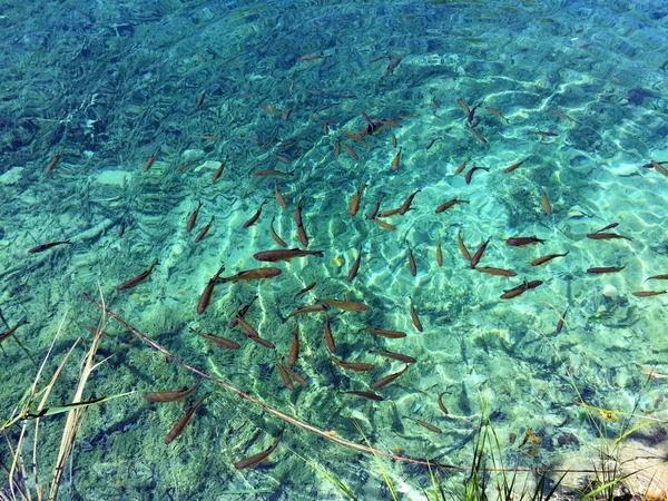 Flore Faune Parc National Des Lacs Plitvice Parc Nacionalni Plitvicka — Photo