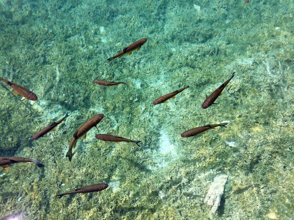 Flora Fauna Plitvice Lakes National Park Nacionalni Park Plitvicka Jezera — Stock Photo, Image