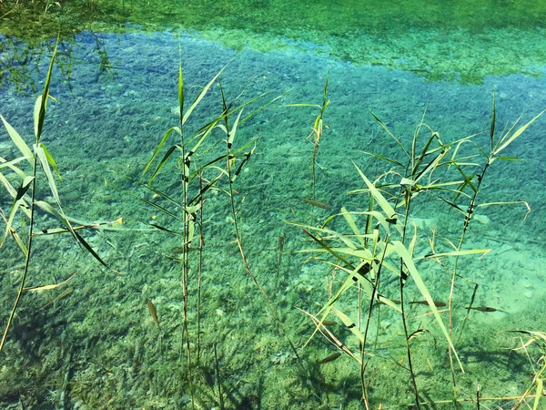 Flora Fauna Del Parco Nazionale Dei Laghi Plitvice Parco Nazionale — Foto Stock