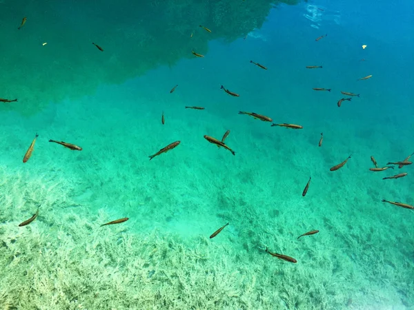 Plitvicei Tavak Nemzeti Park Flóra Fauna Vagy Nacionalni Park Plitvicka — Stock Fotó