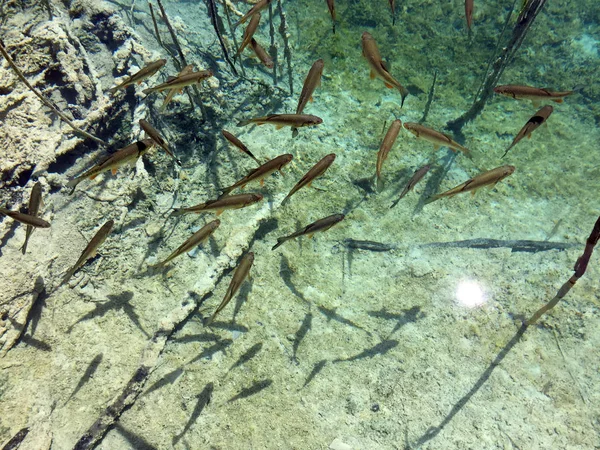 Flora Fauna Parku Narodowego Jezior Plitwickich Lub Nacionalni Park Plitvicka — Zdjęcie stockowe