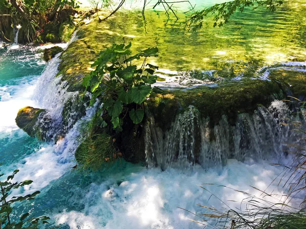 Flora Fauna Van Nationaal Park Plitvice Lakes Nacionalni Park Plitvicka — Stockfoto