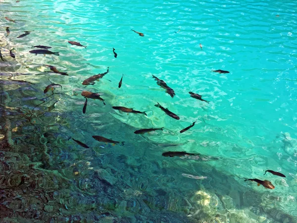 Flora Fauna Plitvice Lakes National Park Nacionalni Park Plitvicka Jezera — 图库照片