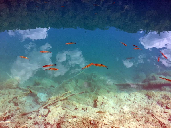 Plitvice Gölleri Milli Parkı Veya Nacionalni Park Flora Fauna Unesco — Stok fotoğraf