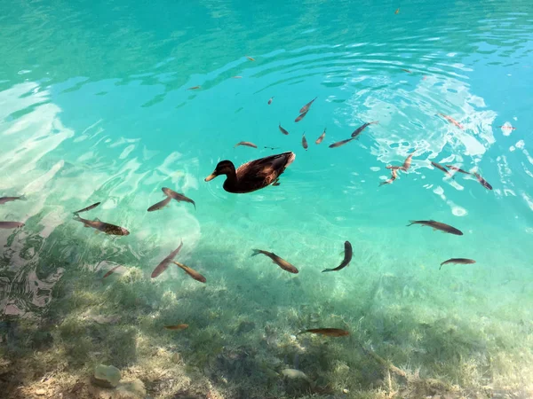 Flóra Fauna Národním Parku Plitvická Jezera Nebo Nacionalni Park Plitviicka — Stock fotografie