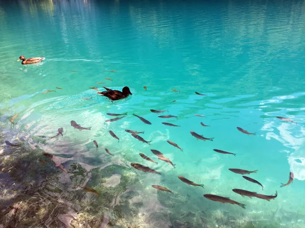 Flora Fauna Plitvice Lakes National Park Nacionalni Park Plitvicka Jezera — Stock Photo, Image