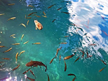 Plitvice Gölleri Milli Parkı veya Nacionalni Park 'ın Flora ve fauna, UNESCO doğal dünya mirası olan Plitvicka Jezera-Plitvica, Hırvatistan