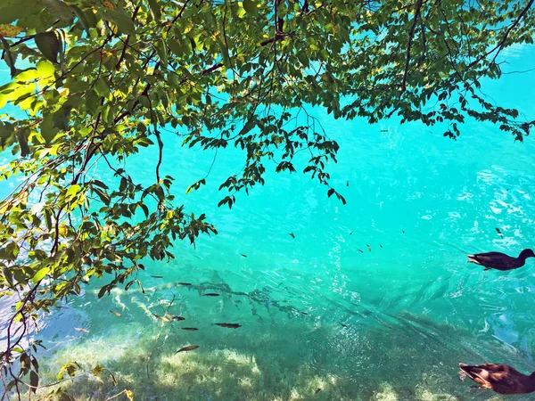 Flore Faune Parc National Des Lacs Plitvice Parc Nacionalni Plitvicka — Photo