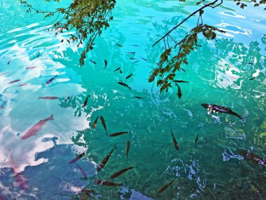 Plitvice Gölleri Milli Parkı veya Nacionalni Park 'ın Flora ve fauna, UNESCO doğal dünya mirası olan Plitvicka Jezera-Plitvica, Hırvatistan