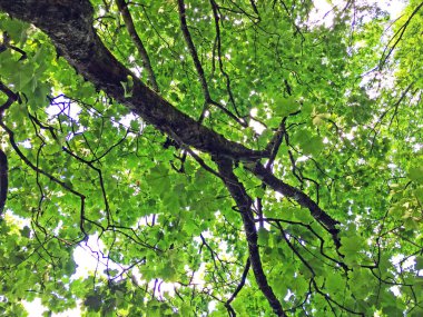 Plitvice Gölleri Milli Parkı veya Nacionalni Park 'ın Flora ve fauna, UNESCO doğal dünya mirası olan Plitvicka Jezera-Plitvica, Hırvatistan