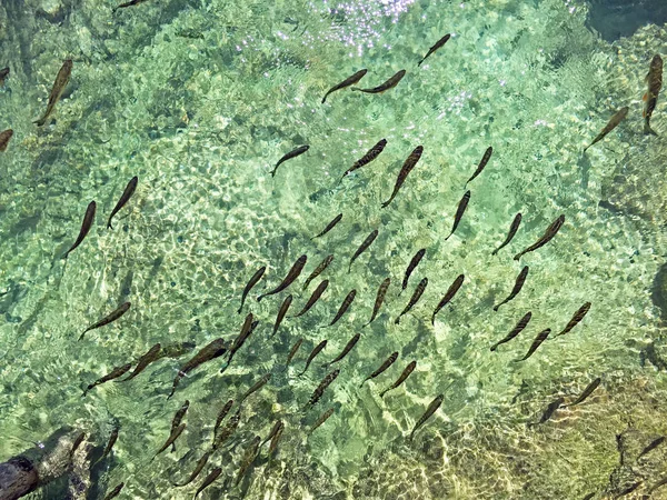 Flora Fauna Plitvice Lakes National Park Nacionalni Park Plitvicka Jezera — Stock Photo, Image