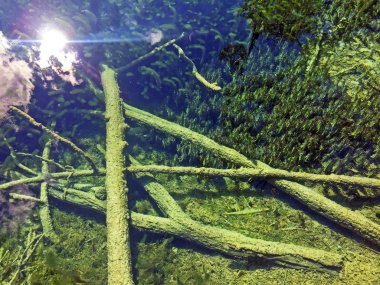 Plitvice Gölleri Milli Parkı veya Nacionalni Park 'ın Flora ve fauna, UNESCO doğal dünya mirası olan Plitvicka Jezera-Plitvica, Hırvatistan