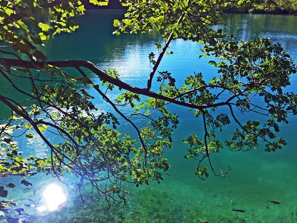 Flora Fauna Parku Narodowego Jezior Plitwickich Lub Nacionalni Park Plitvicka — Zdjęcie stockowe