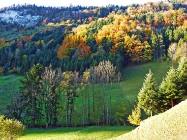 Alpstein Dağları 'ndaki karışık orman ve ağaçlar ve Ren Nehri Vadisi' ndeki (Rheintal), Oberriet Sg - İsviçre 'nin St. Gallen Kantonu
