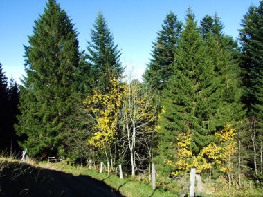 Alpstein Dağları 'ndaki karışık orman ve ağaçlar ve Ren Nehri Vadisi' ndeki (Rheintal), Oberriet Sg - İsviçre 'nin St. Gallen Kantonu