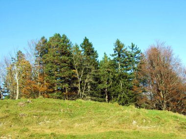 Alpstein Dağları 'ndaki karışık orman ve ağaçlar ve Ren Nehri Vadisi' ndeki (Rheintal), Oberriet Sg - İsviçre 'nin St. Gallen Kantonu