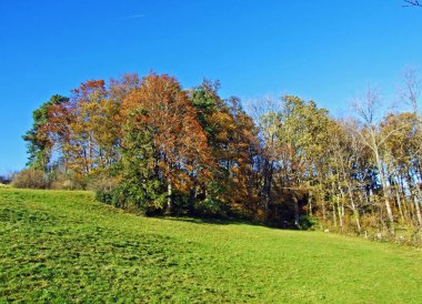 Alpstein Dağları 'nın yamaçlarında ve Ren Nehri Vadisi' nde (Rheintal), Oberriet Sg - İsviçre 'nin St. Gallen Kantonu