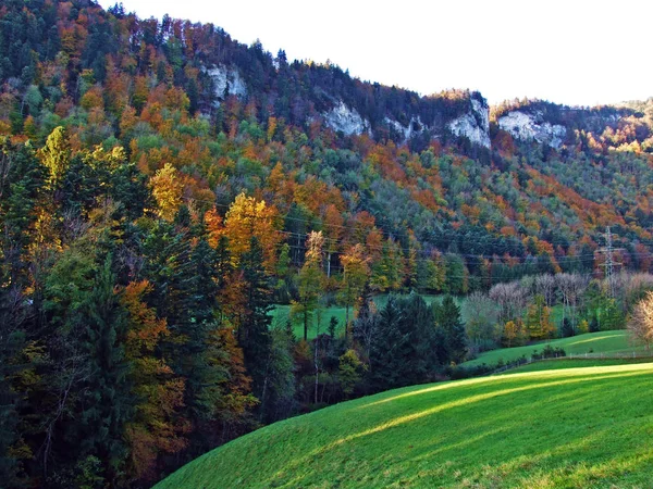 Gemengde Bossen Bomen Bergketen Alpstein Het Rijndal Rheintal Oberriet Kanton — Stockfoto