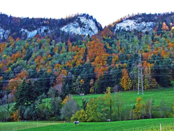 Gemengde Bossen Bomen Bergketen Alpstein Het Rijndal Rheintal Oberriet Kanton — Stockfoto