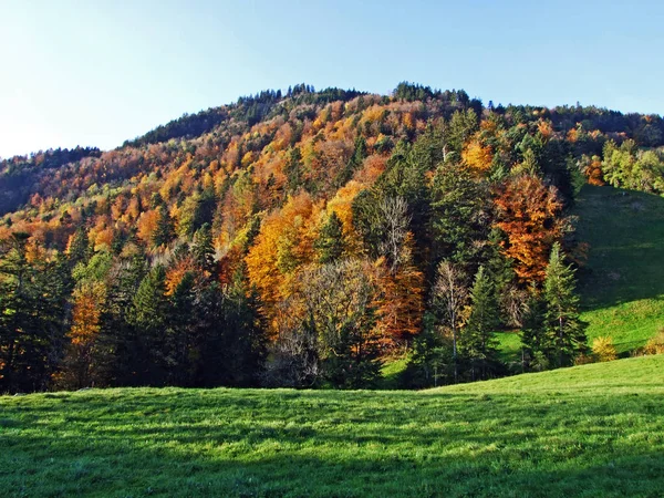 Mischwälder Und Bäume Alpstein Und Rheintal Oberriet Kanton Gallen Schweiz — Stockfoto