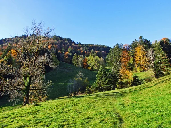 Forêts Mixtes Arbres Sur Chaîne Montagnes Alpstein Dans Vallée Rhin — Photo