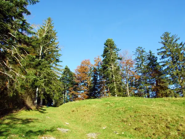 Μικτά Δάση Και Δέντρα Στην Οροσειρά Alpstein Και Στην Κοιλάδα — Φωτογραφία Αρχείου