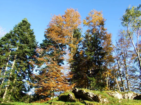 Smíšené Lesy Stromy Pohoří Alpstein Údolí Řeky Rýn Rheintal Oberriet — Stock fotografie