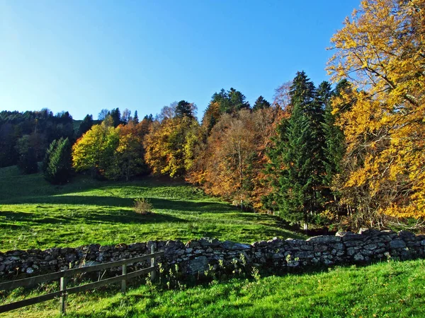 Forêts Mixtes Arbres Sur Chaîne Montagnes Alpstein Dans Vallée Rhin — Photo