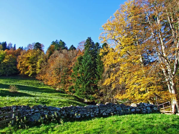 Forêts Mixtes Arbres Sur Chaîne Montagnes Alpstein Dans Vallée Rhin — Photo