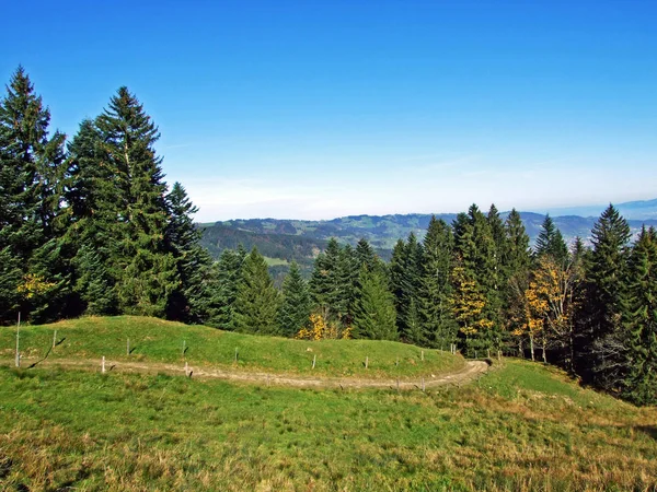 Gemengde Bossen Bomen Bergketen Alpstein Het Rijndal Rheintal Oberriet Kanton — Stockfoto