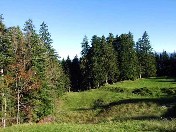Lasy Mieszane Drzewa Pasmie Górskim Alpstein Dolinie Renu Rheintal Oberriet — Zdjęcie stockowe