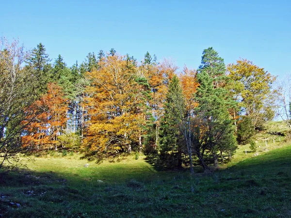 Lasy Mieszane Drzewa Pasmie Górskim Alpstein Dolinie Renu Rheintal Oberriet — Zdjęcie stockowe