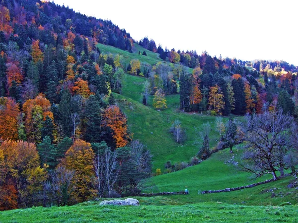 Florestas Árvores Mistas Cordilheira Alpstein Vale Rio Reno Rheintal Oberriet — Fotografia de Stock