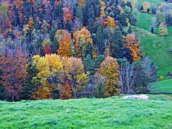 Bosques Árboles Mixtos Cordillera Alpstein Valle Del Río Rin Rheintal —  Fotos de Stock