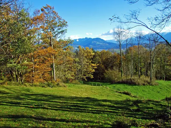 Smíšené Lesy Stromy Pohoří Alpstein Údolí Řeky Rýn Rheintal Oberriet — Stock fotografie