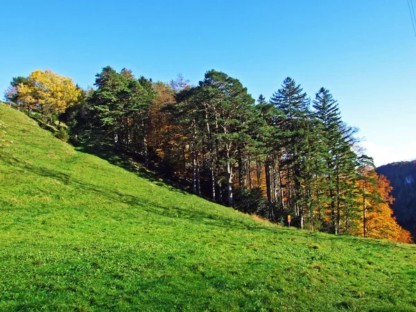 Alpské Pastviny Pastviny Svazích Pohoří Alpstein Údolí Řeky Rýn Rheintal — Stock fotografie