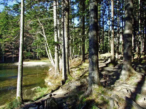 Jezioro Leśne Forstseeli Lub Alpejski Staw Forstseeli Paśmie Górskim Alpstein — Zdjęcie stockowe