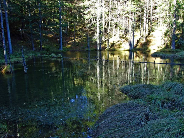 Bosque Lago Forstseeli Estanque Alpino Forstseeli Cordillera Alpstein Sobre Valle —  Fotos de Stock