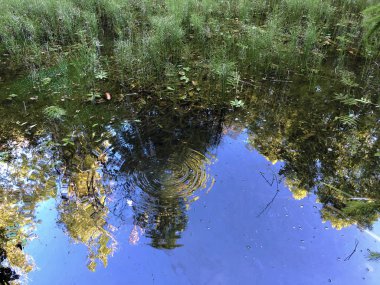Altmannenweier Gölü veya Altmannenweiher göleti (Üç Pont dinlenme alanı veya Das Naherholungsgebiet Drei Weihern), Drei Weieren - St. Gallen, İsviçre