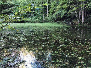 Altmannenweier Gölü veya Altmannenweiher göleti (Üç Pont dinlenme alanı veya Das Naherholungsgebiet Drei Weihern), Drei Weieren - St. Gallen, İsviçre