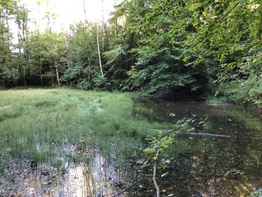 Altmannenweier Gölü veya Altmannenweiher göleti (Üç Pont dinlenme alanı veya Das Naherholungsgebiet Drei Weihern), Drei Weieren - St. Gallen, İsviçre