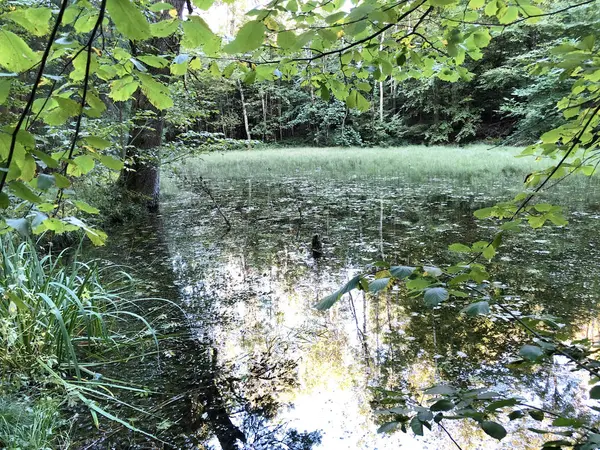 Lago Altmannenweier Altmannenweiher Estanque Tres Estanques Área Recreación Das Naherholungsgebiet — Foto de Stock