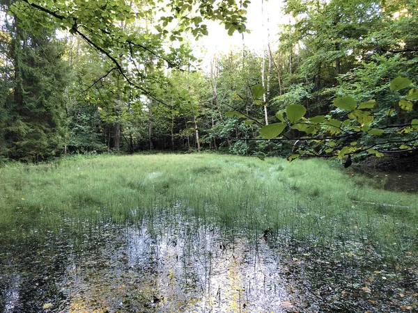 Lago Altmannenweier Altmannenweiher Estanque Tres Estanques Área Recreación Das Naherholungsgebiet — Foto de Stock